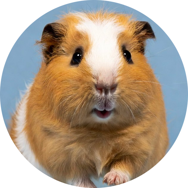 SMALL PET